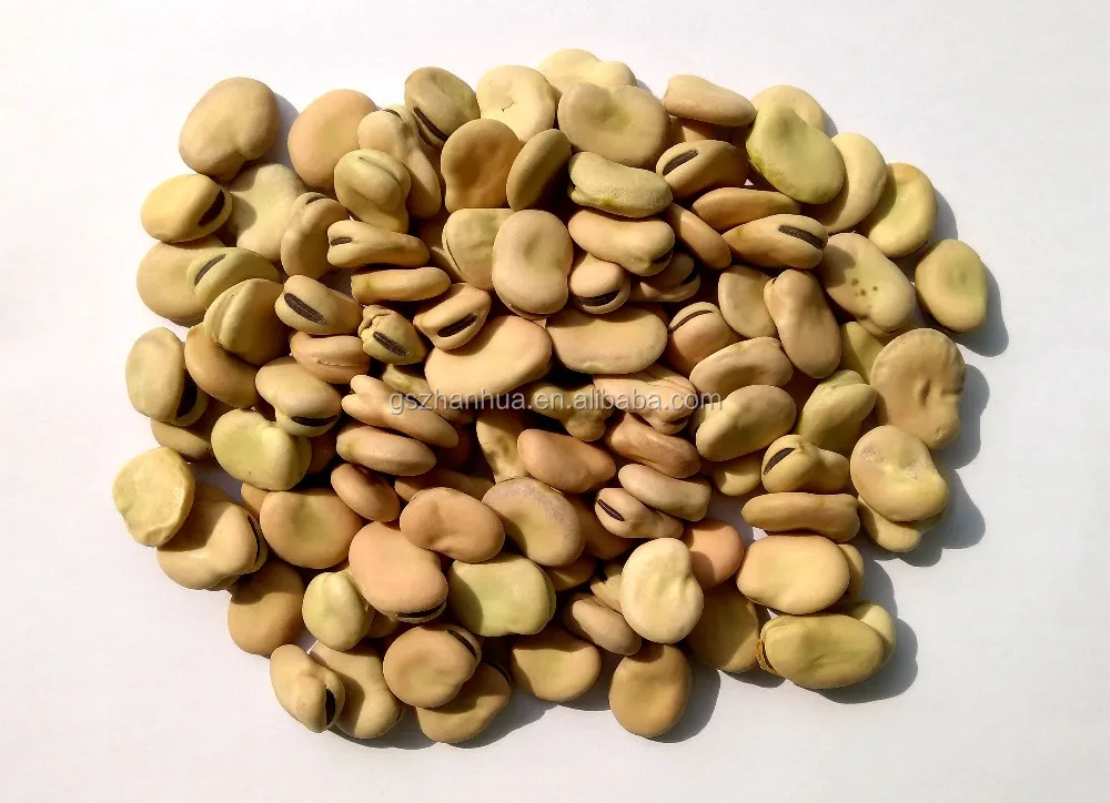 2015 Crop Dried Broad Beans Buy Dried Broad Beans,Dried Broad Beans