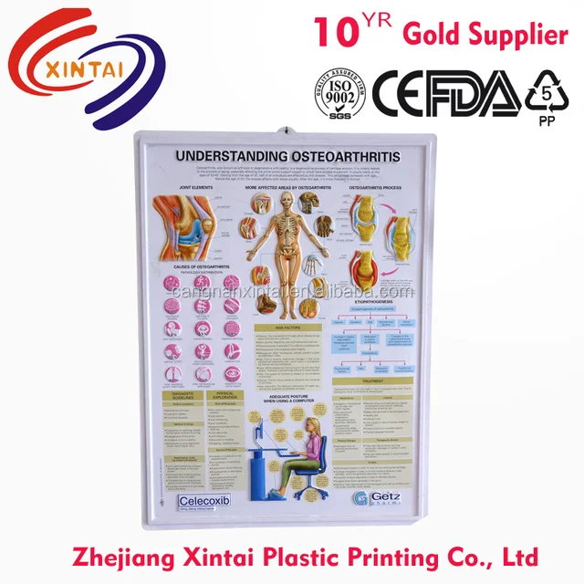 3d chart poster/ pvc embossed chart/ medical wall chart