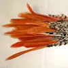 Vase decoration free sample pheasant feathers with Latest style