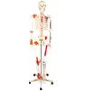 180cm Artificial Human Anatomy Skeleton Model for Anatomical teaching