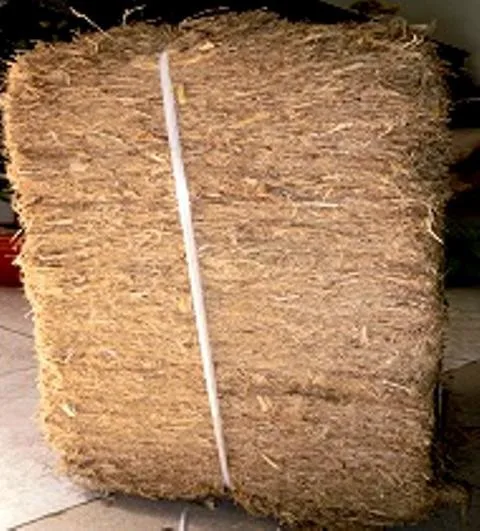 Sugarcane bagasse products