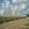 Low cost commercial poly tunnel for growing strawberries greenhouse