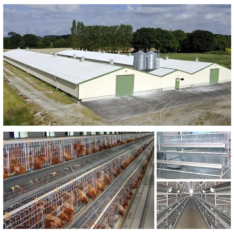 高品质的轻钢养鸡场建筑与定制设计