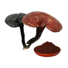 Free Sample Immunity Boost Natural Reishi Powder Mushroom Extract