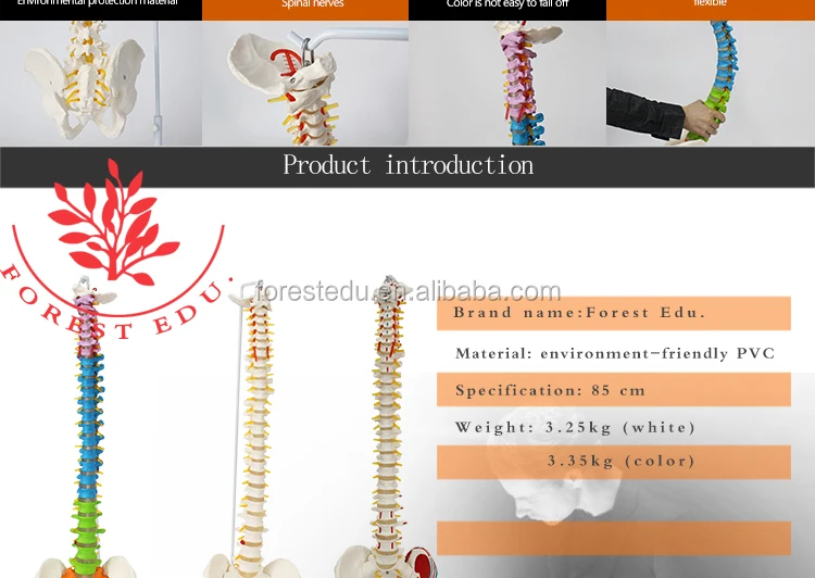 2 spine model.jpg