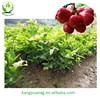 Taiwan Sweet Wax Apple graft fruit seedlings
