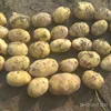 /product-detail/fresh-potato-price-per-ton-631952078.html