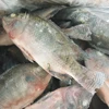 Buy tilapia fish here /our best select fresh fish Tilapia