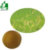 Wholesale price natural horsetail herb extract, Shavegrass extract, Equisetum arvense extract organic silicon