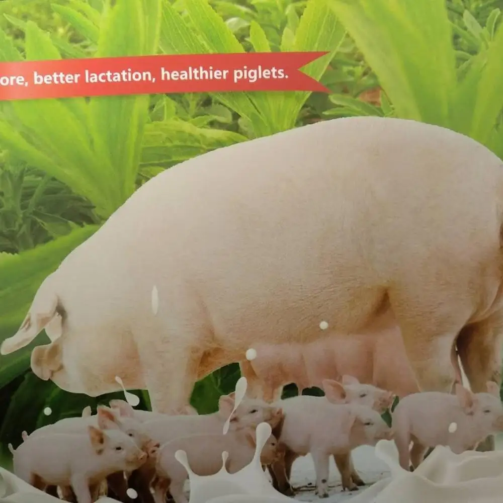 piglets milk replacer natural herb extract feedmax for animal