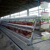 /product-detail/automatic-cage-system-chicken-farm-poultry-equipment-for-africa-farms-60504626449.html