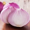 pakistani red onion cold storage red onion for malaysia onion austria