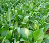 /product-detail/mcs01-jianye-early-maturity-op-sweet-choy-sum-seeds-for-sales-60233829306.html