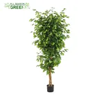 ASG GREEN REAL WOOD TRUNK 6 FEET FICUS TREE