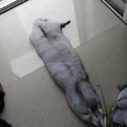 Natural color raw blue fox fur skin/pelts