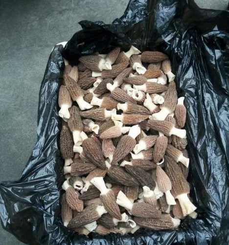 High quality cultivated dried sichuan HD066 hunting mushrooms