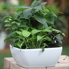 Resin Flower Pot Resin Pot Planter Leizisure Plastic Rectangle Resin Hydroponic Plants Succulent Flat Bowl Planter And Flower Pot