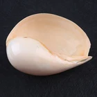 Abalone Shell Organic Material Sea Shell 10*14cm Natural Polished Abalone Shell And 16*23cm Natural Craft Seashell