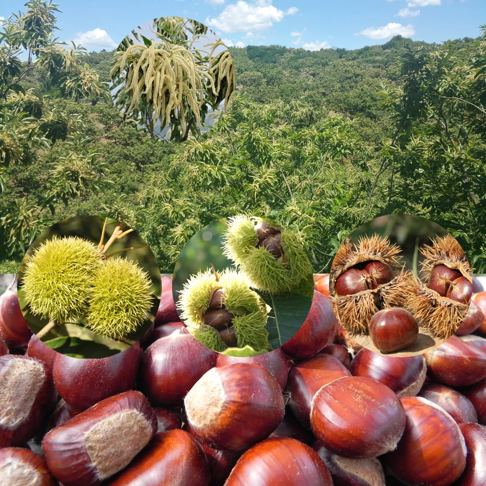 Organic Chestnuts Base (3).jpg