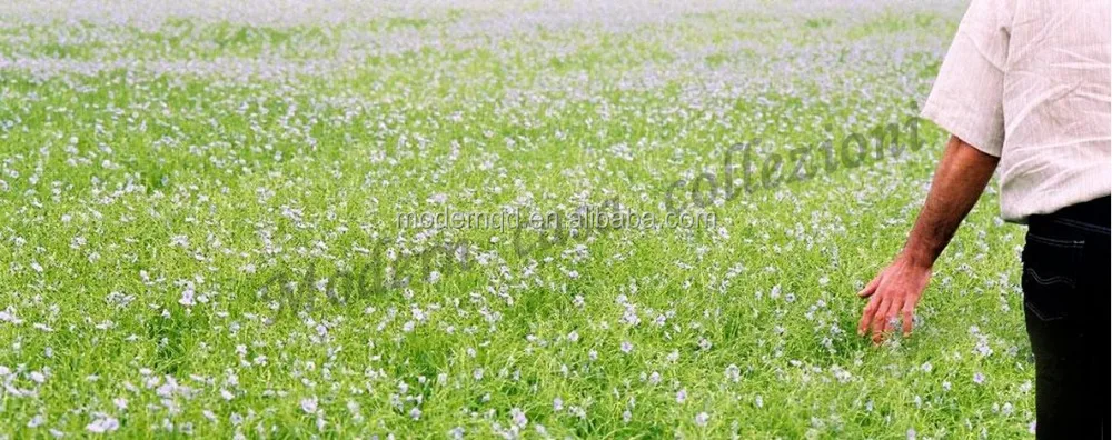 flax.jpg