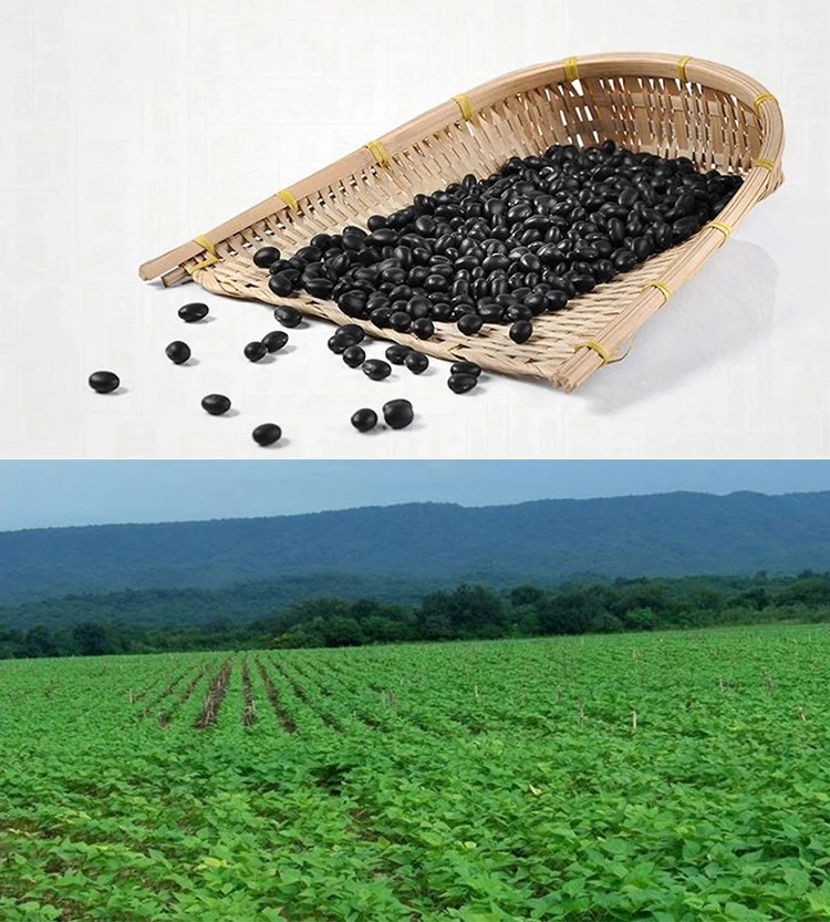 Black-Soy-Bean-2.jpg