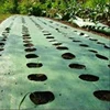 /product-detail/garlic-and-onion-pp-plastic-weed-control-mat-woven-black-anti-grass-cloth-with-holes-60721878460.html