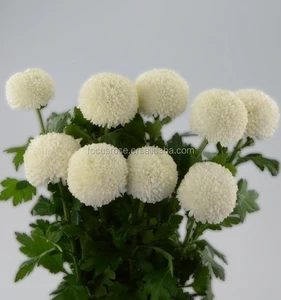 lovely fresh cut mums for decor and gifting - alibaba.com