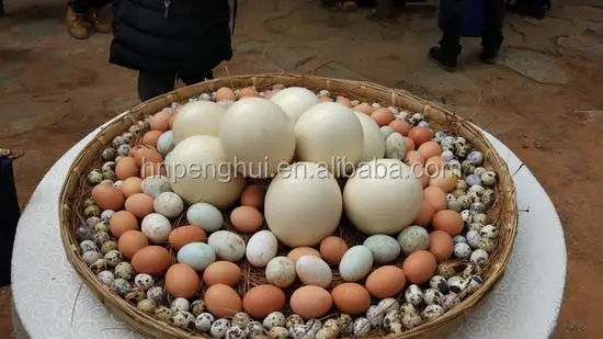 Где Купить Яйца Страуса Для Инкубации Цена