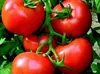 /product-detail/turkish-organic-tomatoes-127443261.html