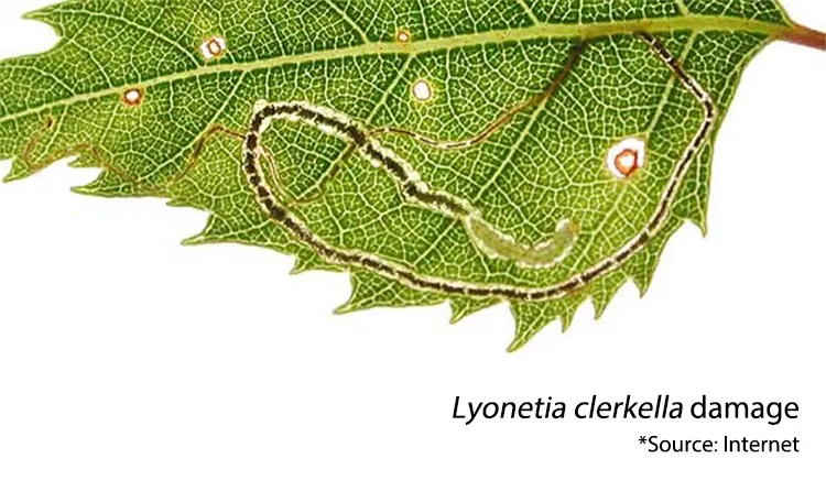 pheromone lure for lyonetia clerkella - buy leaf