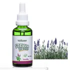 Hot sale flavour stevia liquid drops from China factory direct supply
