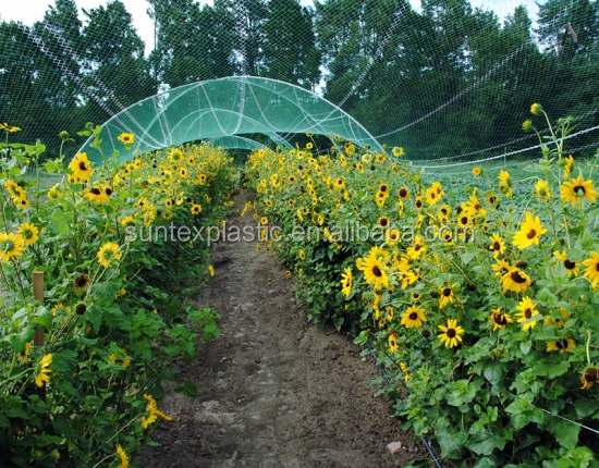 cucumber_leaf_sunflower_2-1370-550-450-100