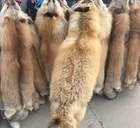 Tanned Red Fox Fur Skin / High Quality Arctic Fox Fur / Real Red Fox Fur