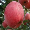 Best price Yantai qixia fresh fuji apple fruits exporter in china