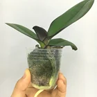 1.7 Inch Orchid Phalaenopsis Tissue Culture Seedlings