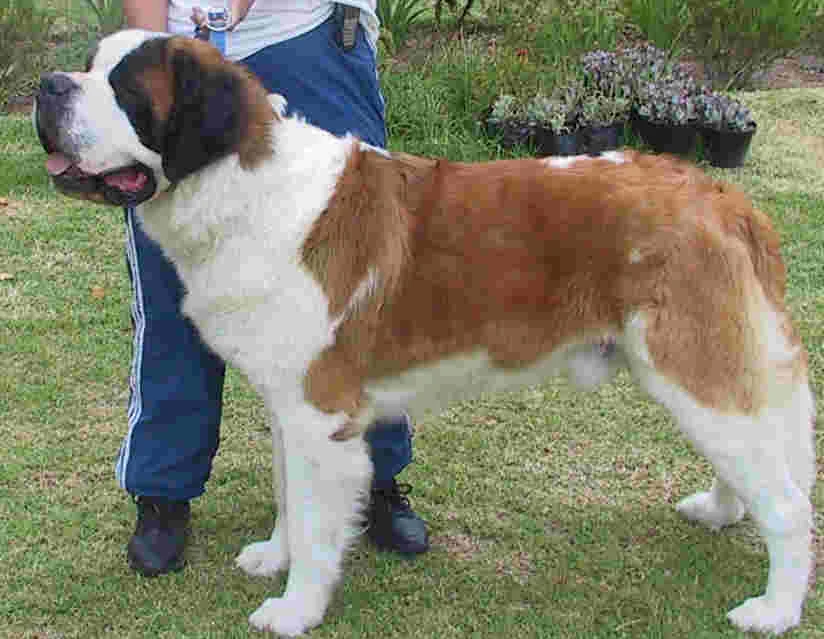 st bernard dogs