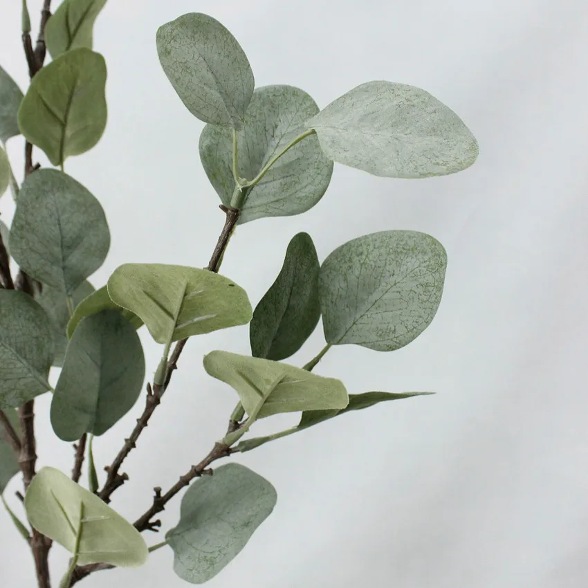 eucalyptus leaves,eucalyptustree eucalyptus leaves (9).jpg