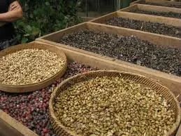 Coffee husk Viet Nam Coffee husk