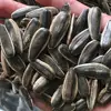 /product-detail/chinese-sunflower-seeds-363-361-601-254393121.html