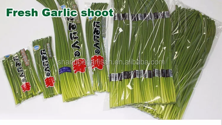 new crop garlic sprout and garlic shoot