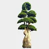 /product-detail/big-size-ficus-microcarpa-bonsai-tree-for-wholesale-60728455786.html