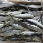 Seafood Frozen HALAL Sardine Fish And Frozen Sardine Fish/ Canned Sardine