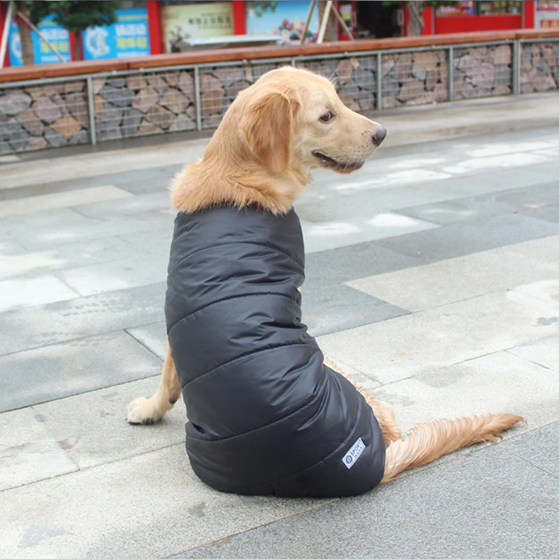 dog1