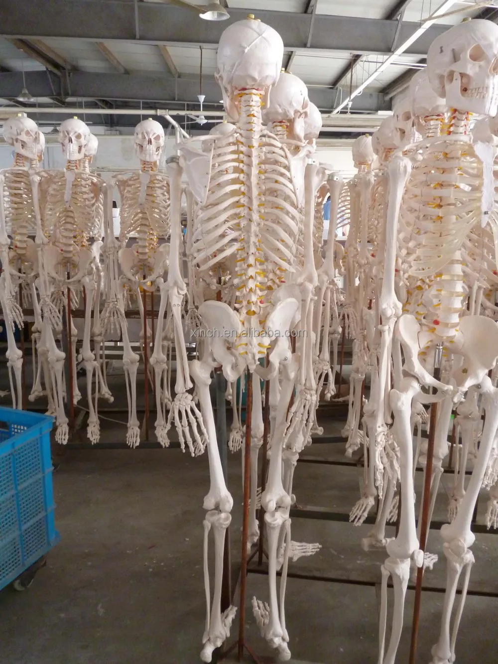 Life size 180 Cm Cheap Plastic Skeleton For Sale From Shanghai Buy