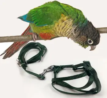 parrot belt