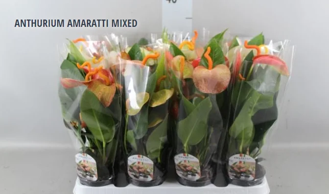 ANTHURIUM AMARATTI MIXED