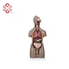 /product-detail/20-parts-55cm-unisex-torso-human-manikin-anatomy-model-1785796550.html