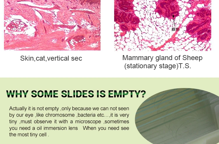 Histological Slice Microscope Slides.jpg