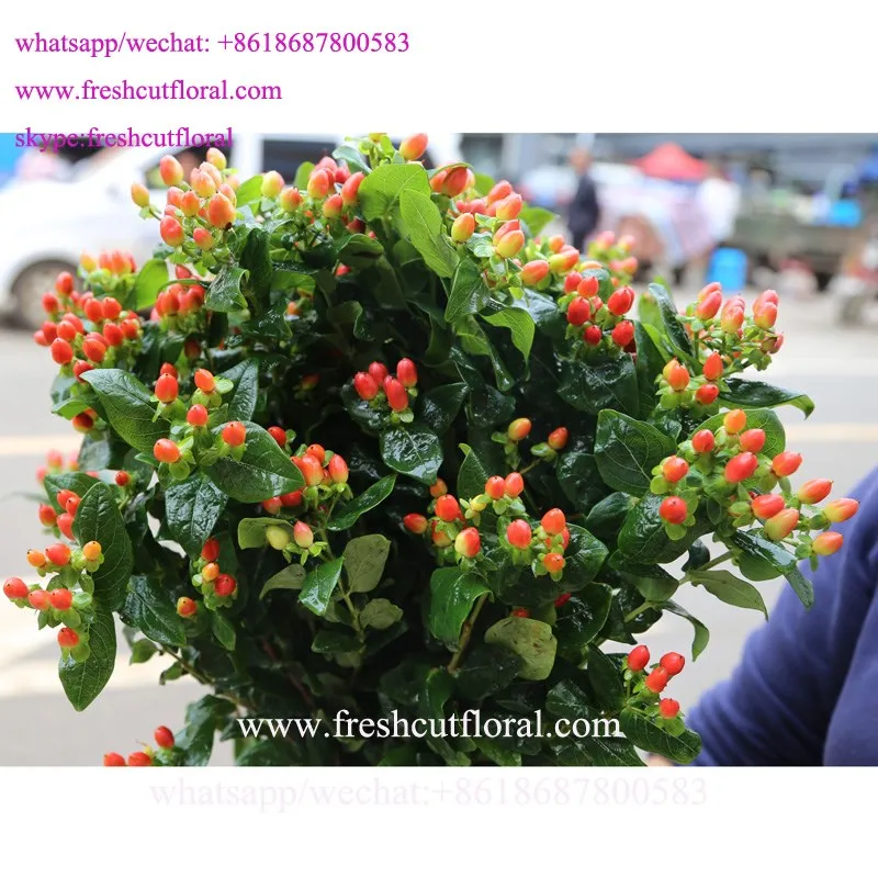 Best Quality Spray Carnation, white Spray Carnations, Red Spray Carnation with 2016 Top Quality