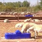 Terrui Sheep /goat drinking waterer with insulated material supplier